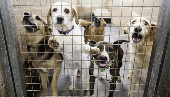 79% dos brasileiros apoiam lei contra testes em animais