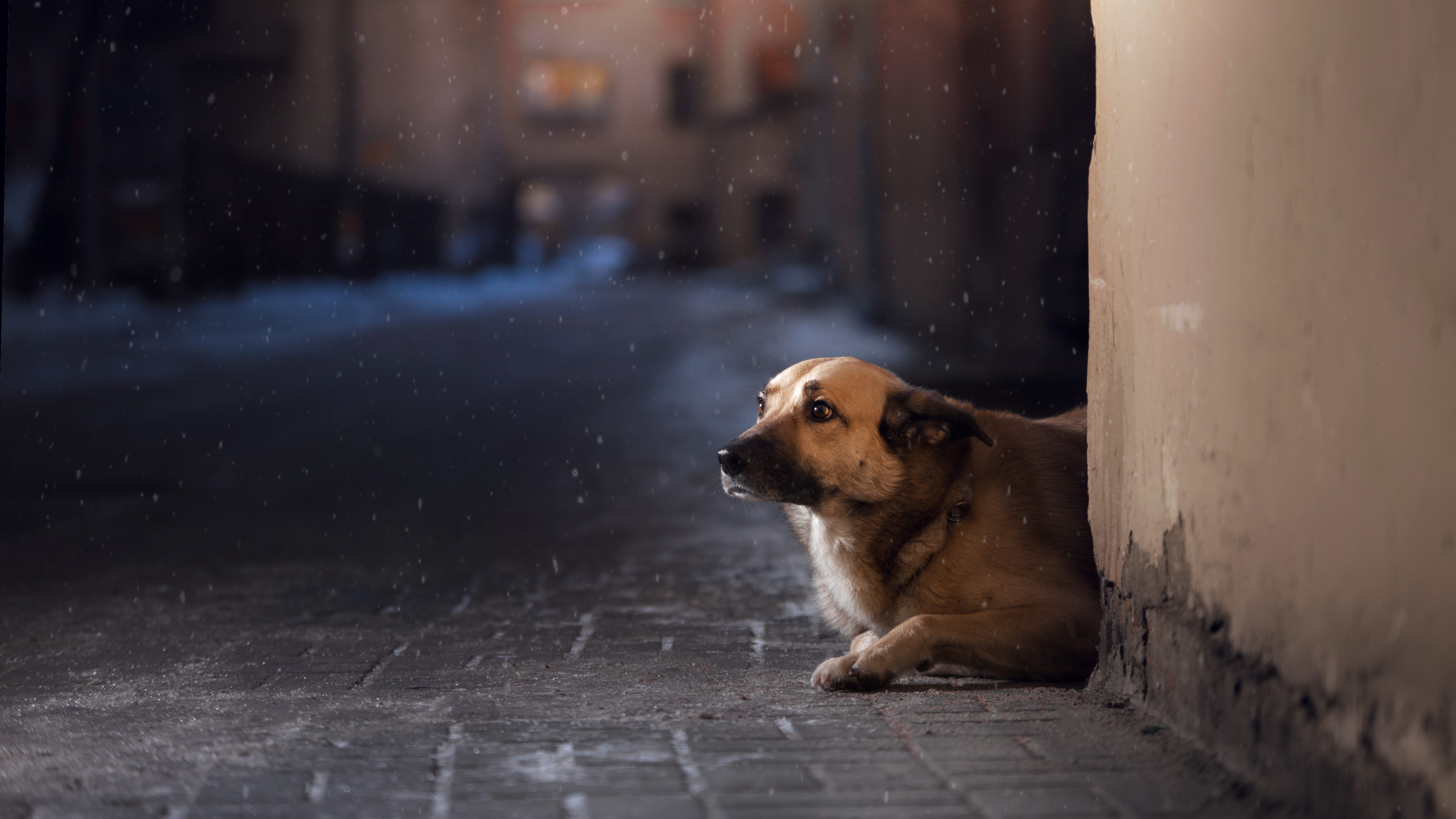 Em todo o Brasil, 30 milhões de animais sofrem com o frio nas ruas