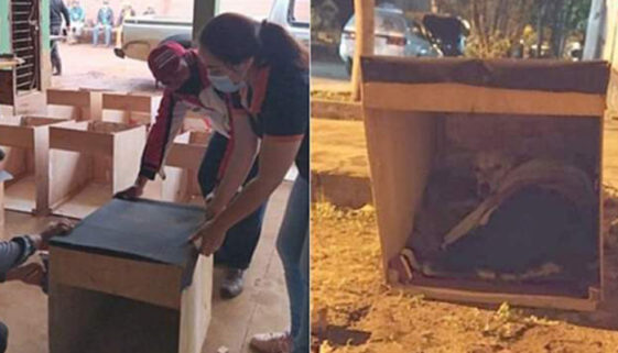 Jovens constroem casas para animais de rua se protegerem do frio