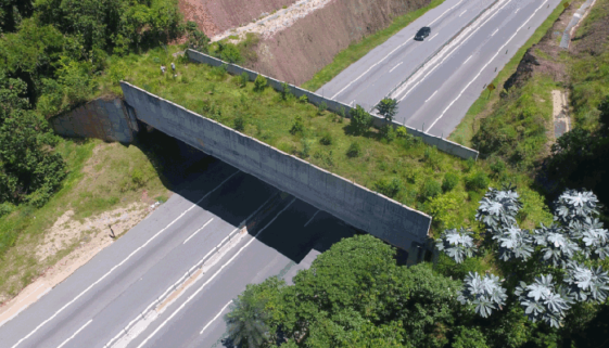 SP: ponte é construída sobre rodovia para permitir passagem de animais