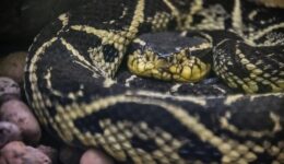 Veneno de cobra brasileira inibe até 75% da reprodução do coronavírus