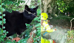Gato ajuda equipe de resgate a encontrar idosa após acidente