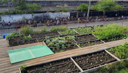 Horta feita em telhado de casarão antigo alimenta 500 famílias