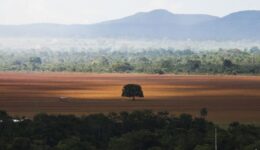 Agricultura e pecuária desmatam quase 5 milhões de hectares do Pantanal