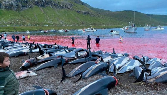 Massacre de 1400 golfinhos em 1 dia na Europa gera revolta no mundo