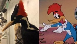 Triste: espécie que inspirou o desenho do Pica-Pau será declarada extinta