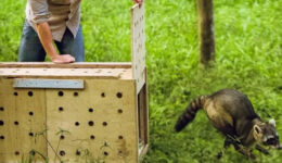 Instituto Vida Livre resgata e reabilita animais silvestres no RJ