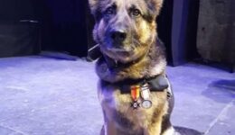 policiais da espanha homenageiam cadela