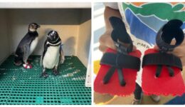 chinelo para pinguins