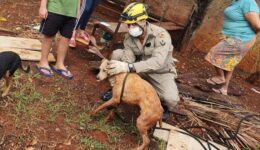 Cachorro cai em fossa e ajuda bombeiros no próprio resgate