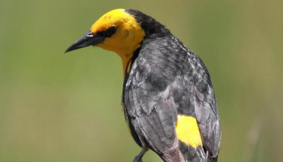pássaro veste-amarela vira símbolo de conservação da natureza no pampa