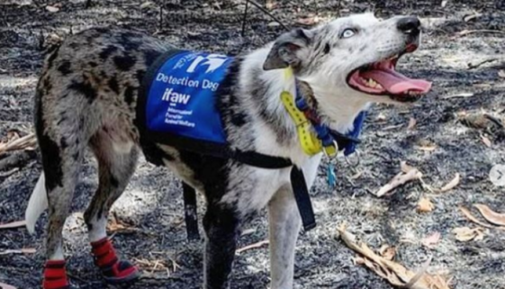Cachorro que salvou mais de 100 coalas em incêndios é homenageado