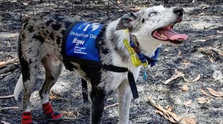 Cachorro que salvou mais de 100 coalas em incêndios é homenageado