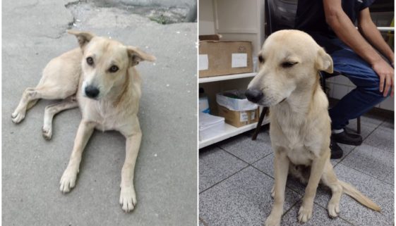 Dono morre e cachorro fica mais de 1 mês esperando na porta do hospital