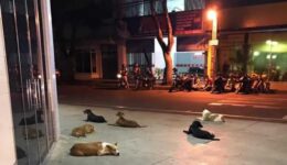 Homem em situação de rua é internado e seus cães fazem vigia no hospital