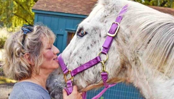 Santuário acolhe cavalo que iria ser sacrificado pelo dono por ficar cego
