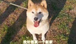Cachorro abandonado pelo dono é arrematado em leilão por R$ 140 mil