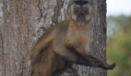 Para sobreviverem, animais do Pantanal aprendem a pedir comida