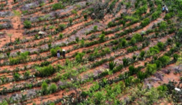 agrofloresta no semiárido baiano