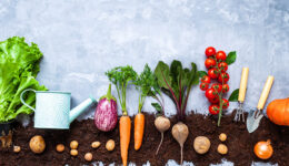 Natural juicy healthy carrot, beet, potato, onion, tomato, green