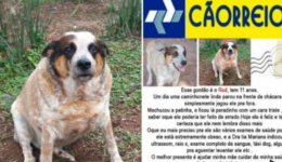 Cãorreios