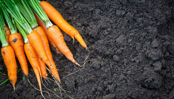 Carrot in the garden