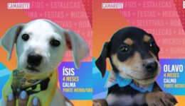 Big Dog Brasil: prefeitura usa reality para ajudar na adoção de animais