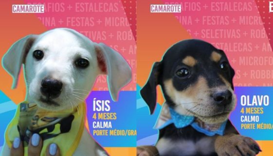 Big Dog Brasil: prefeitura usa reality para ajudar na adoção de animais