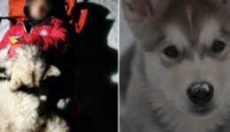 Cachorro salva a vida de alpinista ferido nas montanhas da Croácia