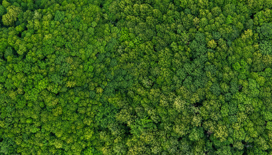 top view on the forest panoramic