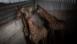 Girafas mortas em resort passaram por muito sofrimento, revela laudo