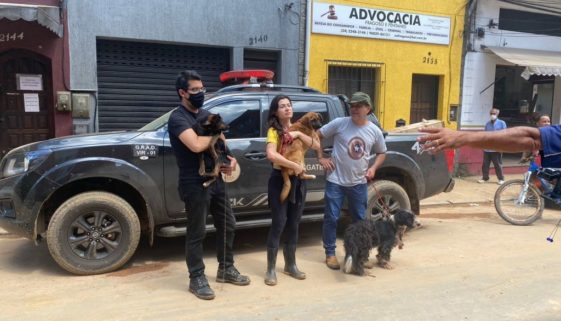 Com ajuda de voluntários, 50 animais são regatados de tragédia em Petrópolis