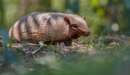 Avanço da agropecuária reduz biodiversidade no Cerrado e na Amazônia