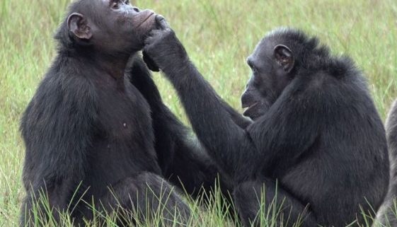 Empatia: chimpanzés aplicam remédios uns nos outros