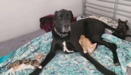 Dogue Alemão ajuda no cuidado de gatinhos e vira pai adotivo