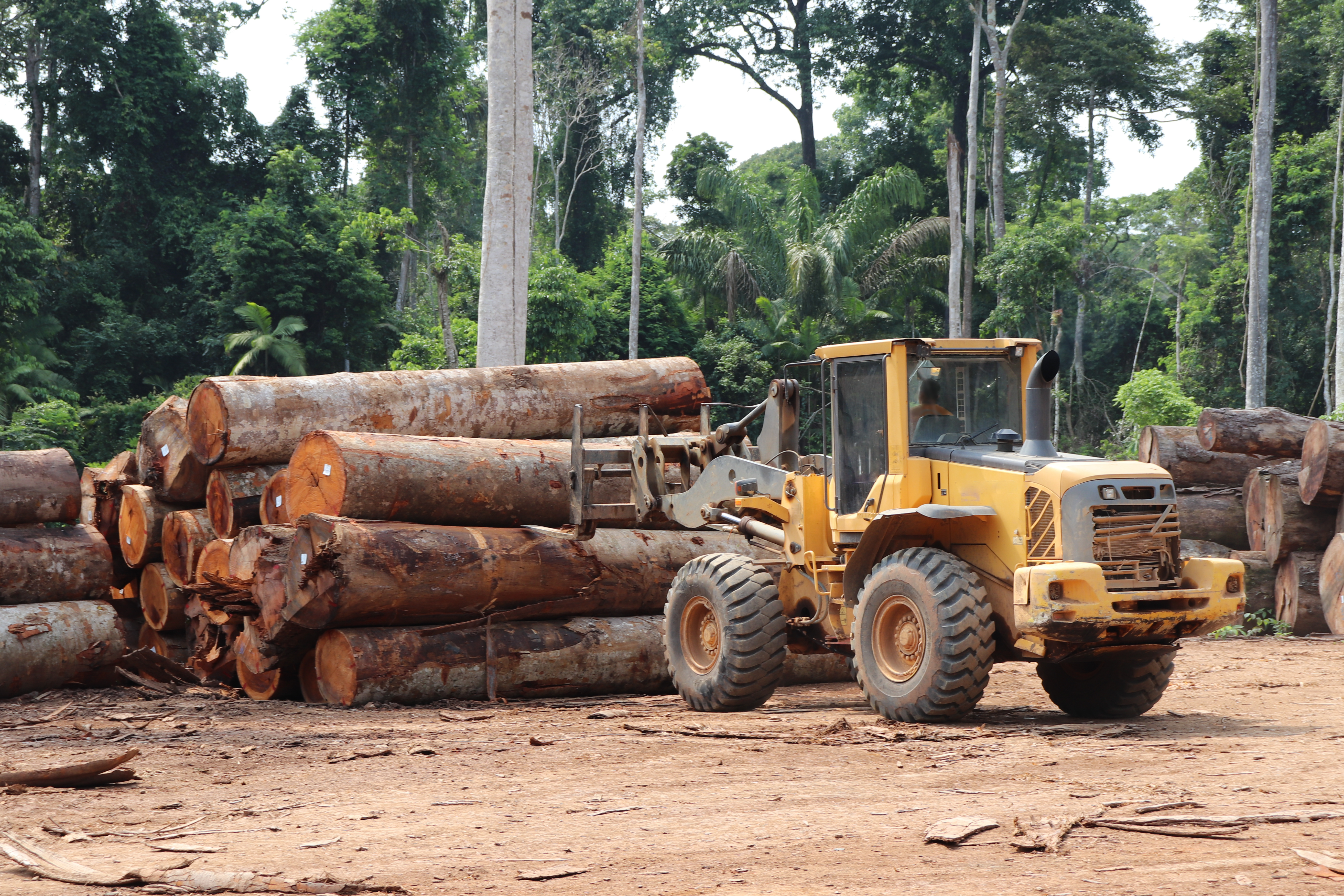 Alerta: desmatamento na Amazônia bate recorde histórico