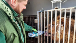 Animais que corriam risco de morrer de fome e frio na Ucrânia são resgatados