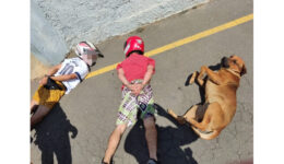 Cachorro viraliza ao deitar e se render junto com suspeitos no PR