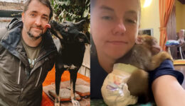 Casal de veterinários acolhe animais deixados para trás na guerra da Ucrânia