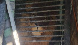 Britânico se torna herói resgatando lobo e leão de zoológico na Ucrânia
