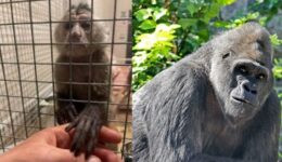 Guerra na Ucrânia: 4 mil animais do Zoológico de Kiev podem morrer de fome