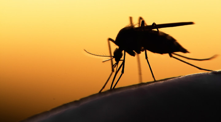 malária e doenças negligenciadas