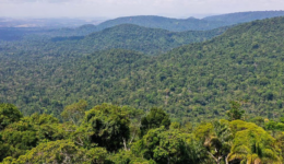 Manejo de indígenas conserva 114 milhões de árvores na Amazônia