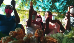 Horta urbana feita por mulheres alimenta 30 famílias em Pernambuco