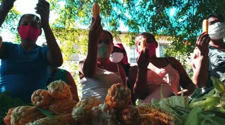 Horta urbana feita por mulheres alimenta 30 famílias em Pernambuco