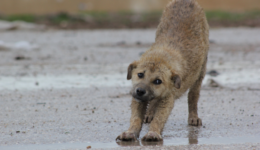 O grupo que resgata animais abandonados devido à guerra na Síria