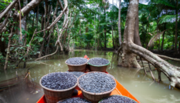 bioeconomia açaí