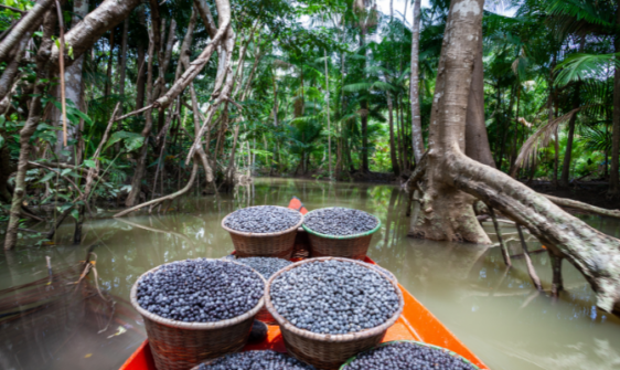 bioeconomia açaí
