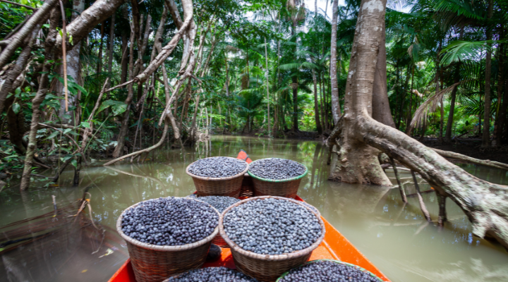 bioeconomia açaí