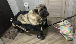 Cão que ficou tetraplégico por bala perdida na Ucrânia é resgatado